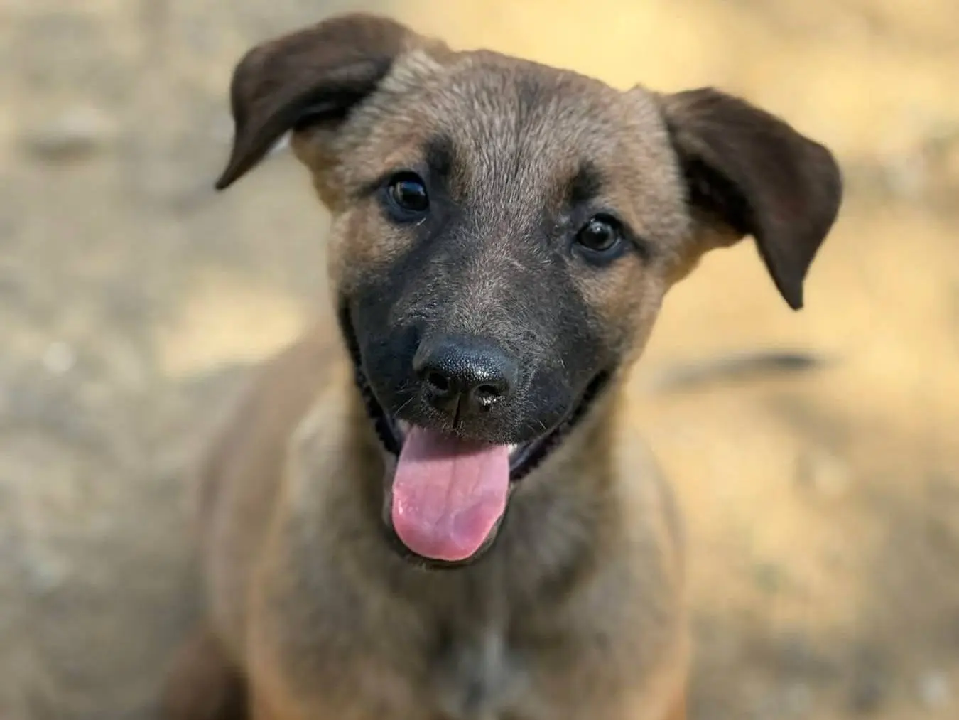 Adotta un cane, maschio, 4 mesi, Firenze