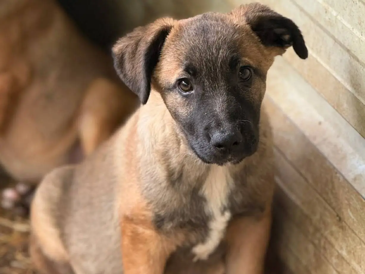 Adotta un cane, taglia media, maschio, Firenze
