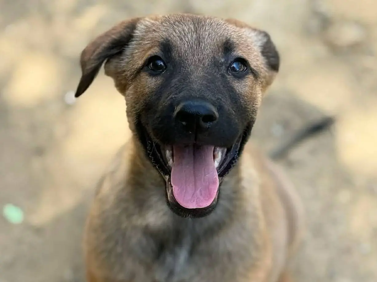Adozione cane, maschio, Razza sconosciuta Razza sconosciuta, 4 mesi, taglia media, Firenze