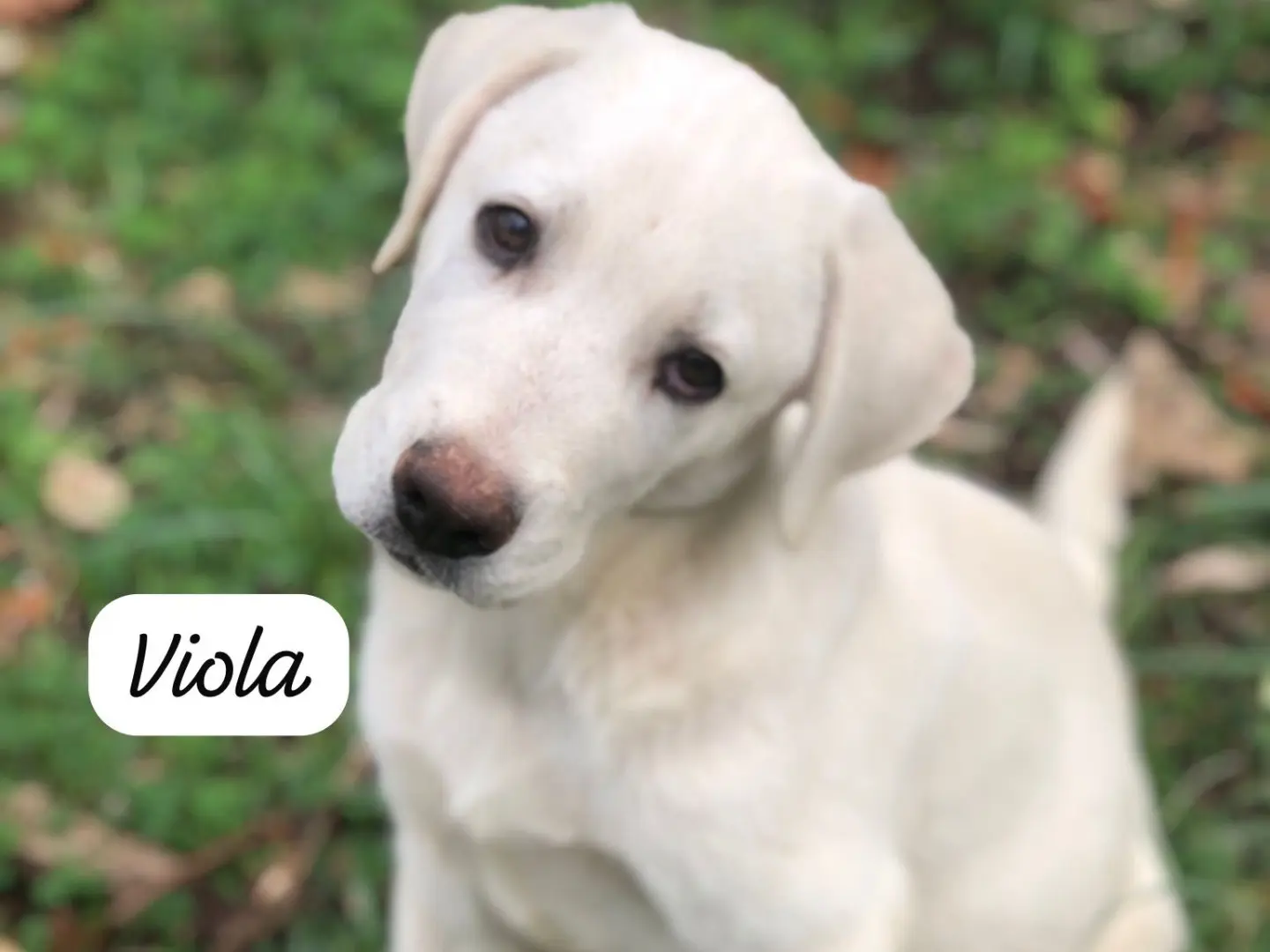 Adozione cane, femmina, Labrador Retriever Razza sconosciuta, 1 anno e 4 mesi, taglia media, Siracusa