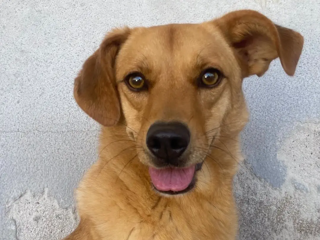Adozione cane, maschio, Razza sconosciuta Razza sconosciuta, 4 anni e 3 mesi, taglia media contenuta, Latina