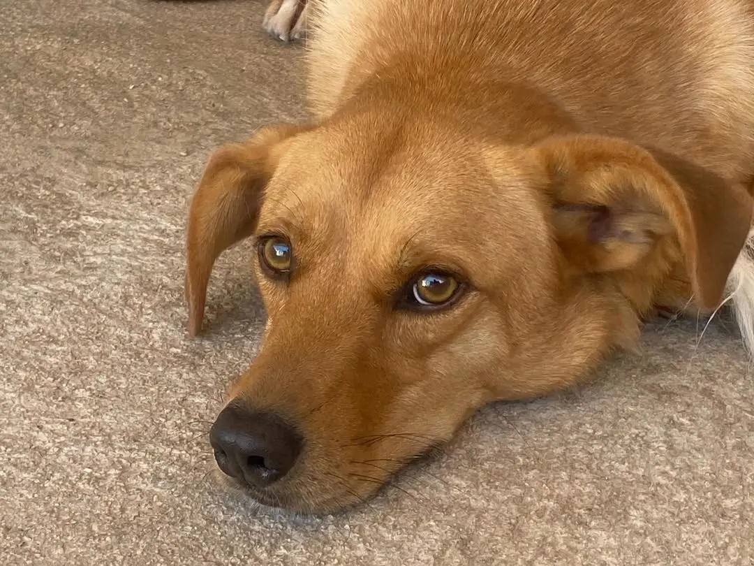 Adotta un cane, maschio, 4 anni e 3 mesi, Latina