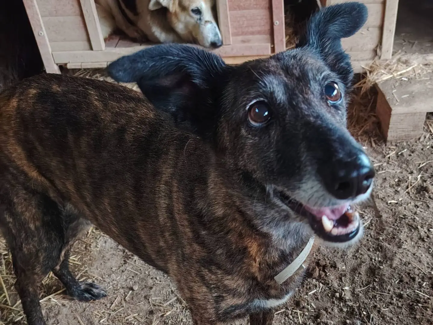 Adozione cane, femmina, Razza sconosciuta Razza sconosciuta, 10 anni e 2 mesi, taglia media contenuta, Roma
