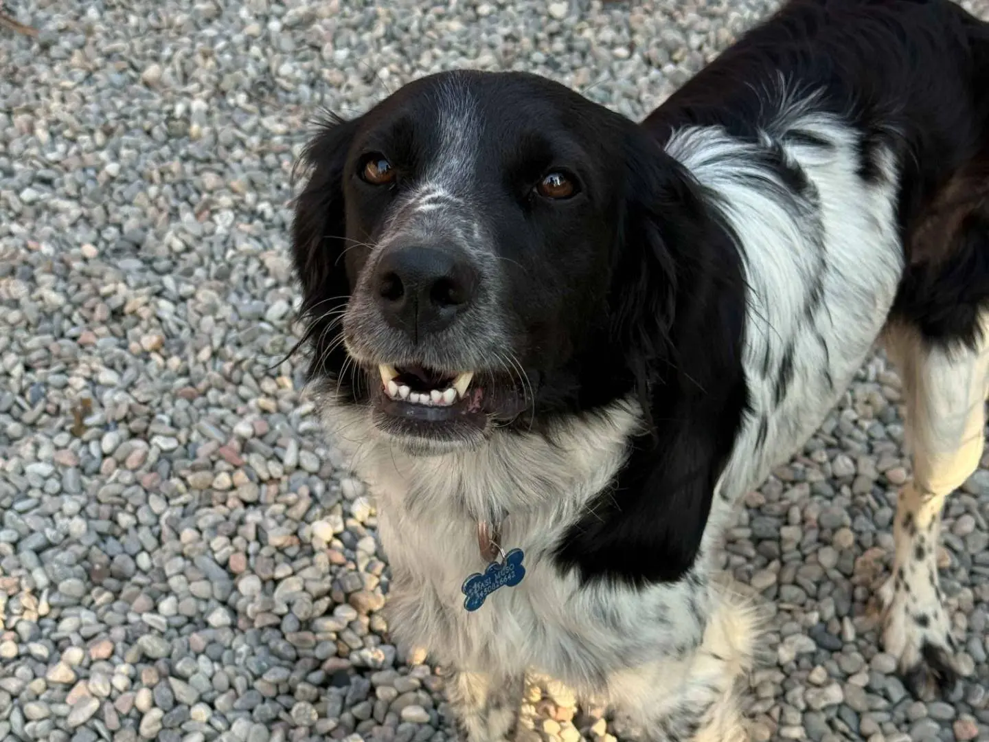 Adotta un cane, femmina, 2 anni e 7 mesi, Milano