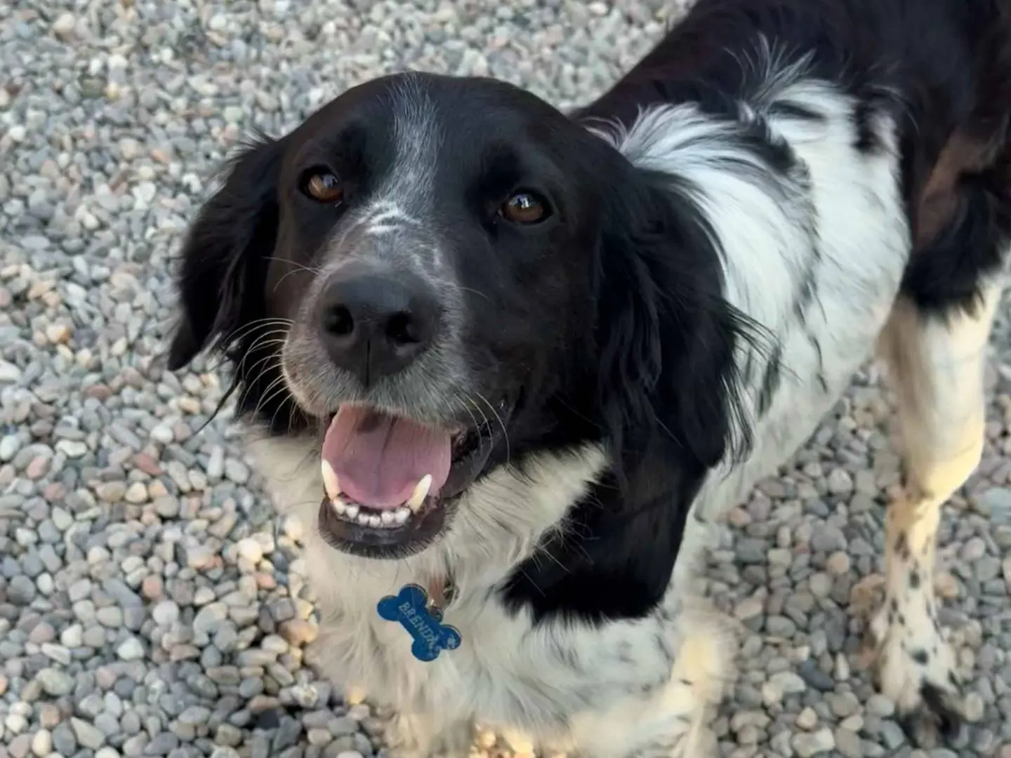 Adozione cane, femmina, Razza sconosciuta Razza sconosciuta, 2 anni e 7 mesi, taglia media, Milano
