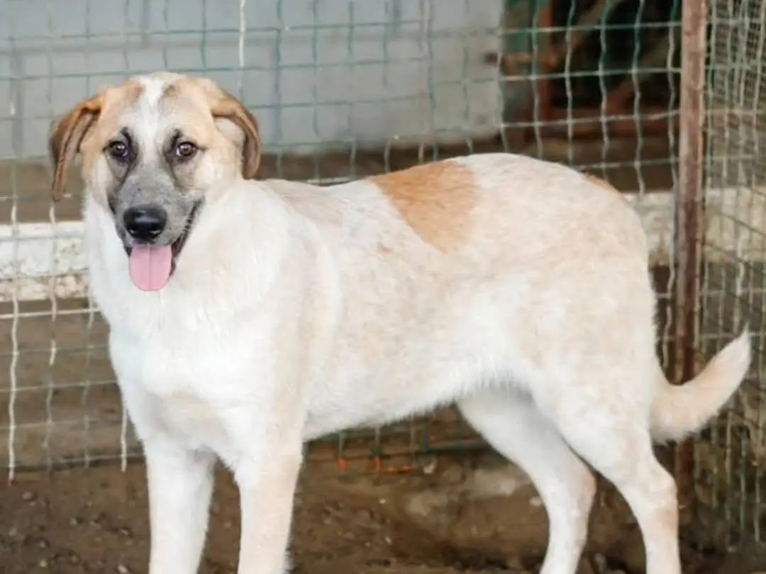 Adotta un cane, taglia grande, maschio, Torino