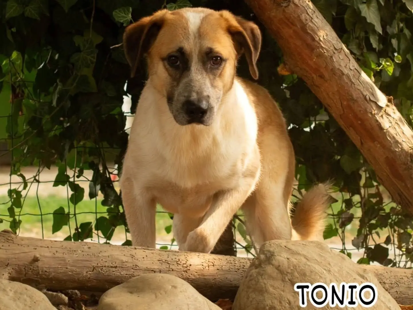 Adozione cane, maschio, Segugio Razza sconosciuta, 2 anni e 2 mesi, taglia grande, Torino