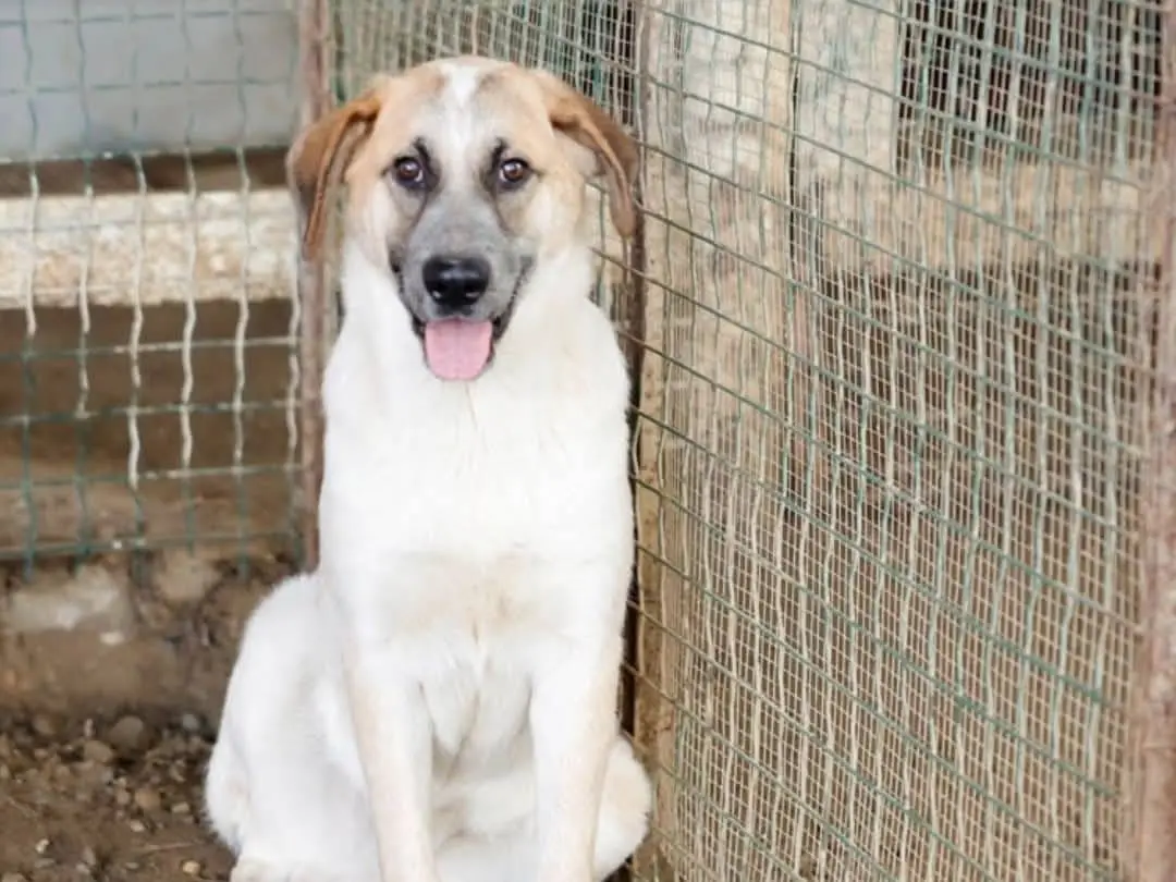 Adotta un cane, maschio, 2 anni e 2 mesi, Torino