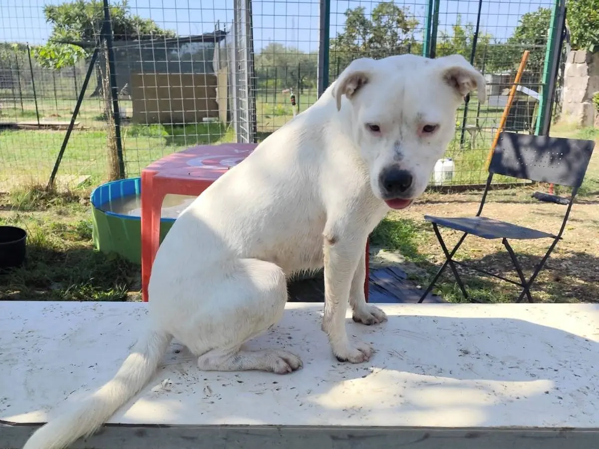 Adotta il cane SIMBA a Cremona
