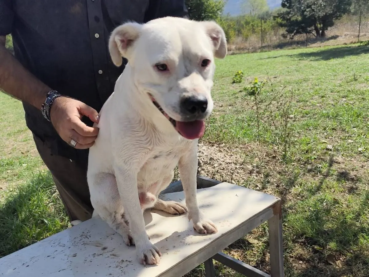 Vuoi adottare un cane a Cremona?