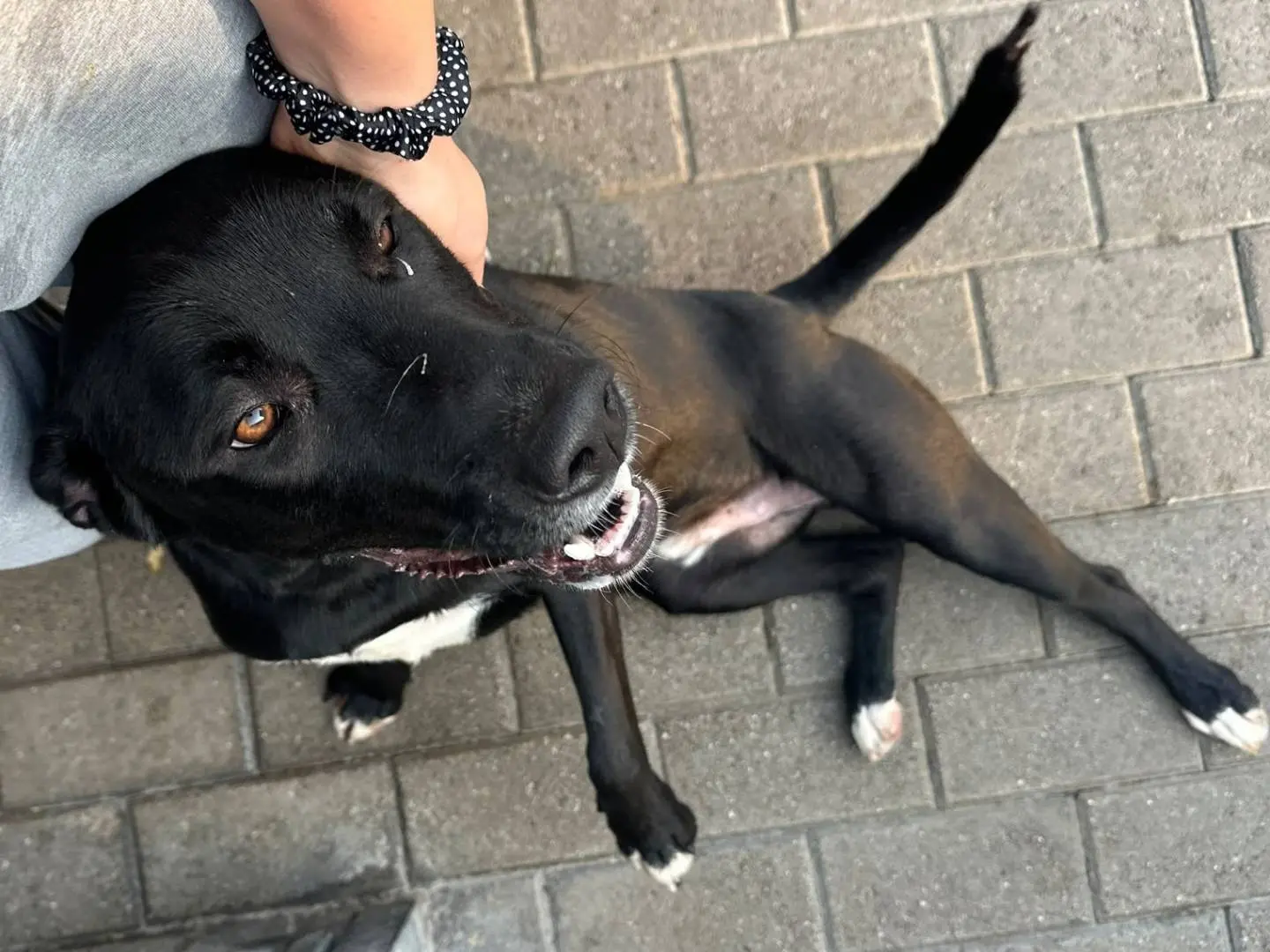 Adotta un cane, maschio, 1 anno e 2 mesi, Milano