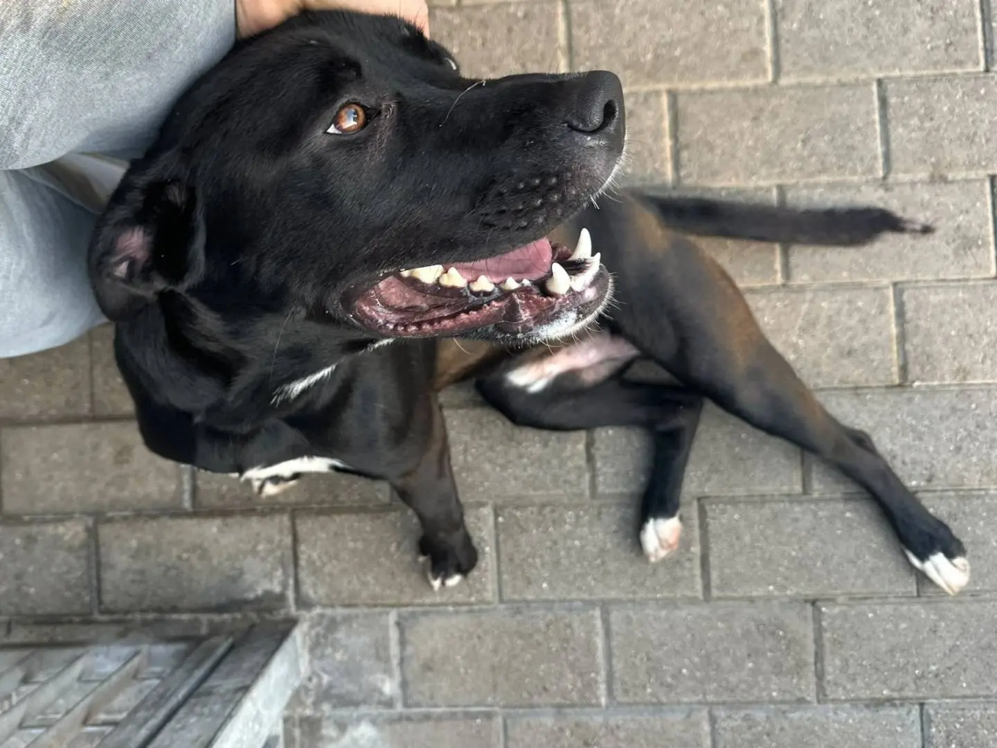 Adotta un cane, taglia media, maschio, Milano
