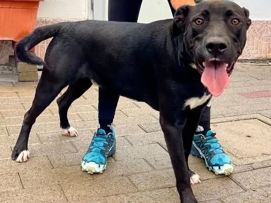 Adozione cane, maschio, Razza sconosciuta Razza sconosciuta, 1 anno e 2 mesi, taglia media, Milano
