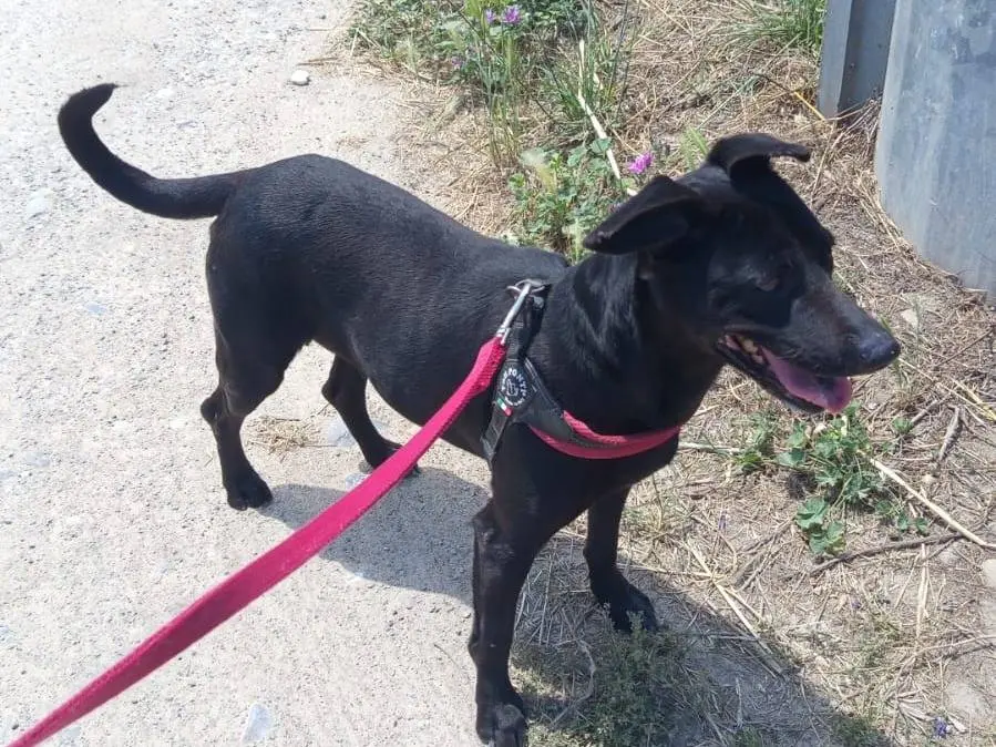 Adotta un cane, femmina, 2 anni e 5 mesi, Milano