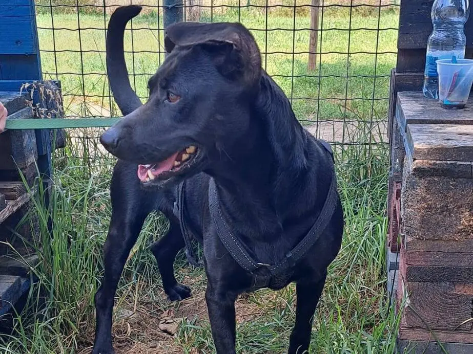 Adozione cane, femmina, Razza sconosciuta Razza sconosciuta, 2 anni e 5 mesi, taglia media contenuta, Milano