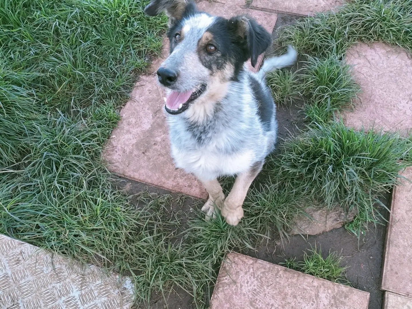 Adozione cane, maschio, Razza sconosciuta Razza sconosciuta, 3 anni e 6 mesi, taglia media contenuta, Vibo