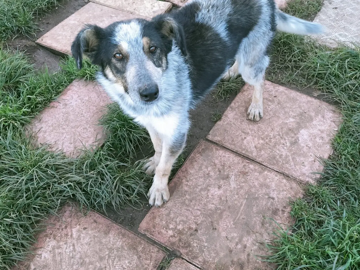 Vuoi adottare un cane a Vibo?