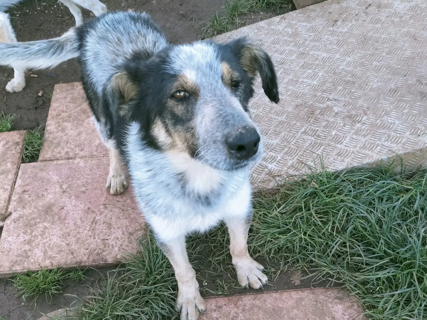 Adotta un cane, maschio, 3 anni e 6 mesi, Vibo