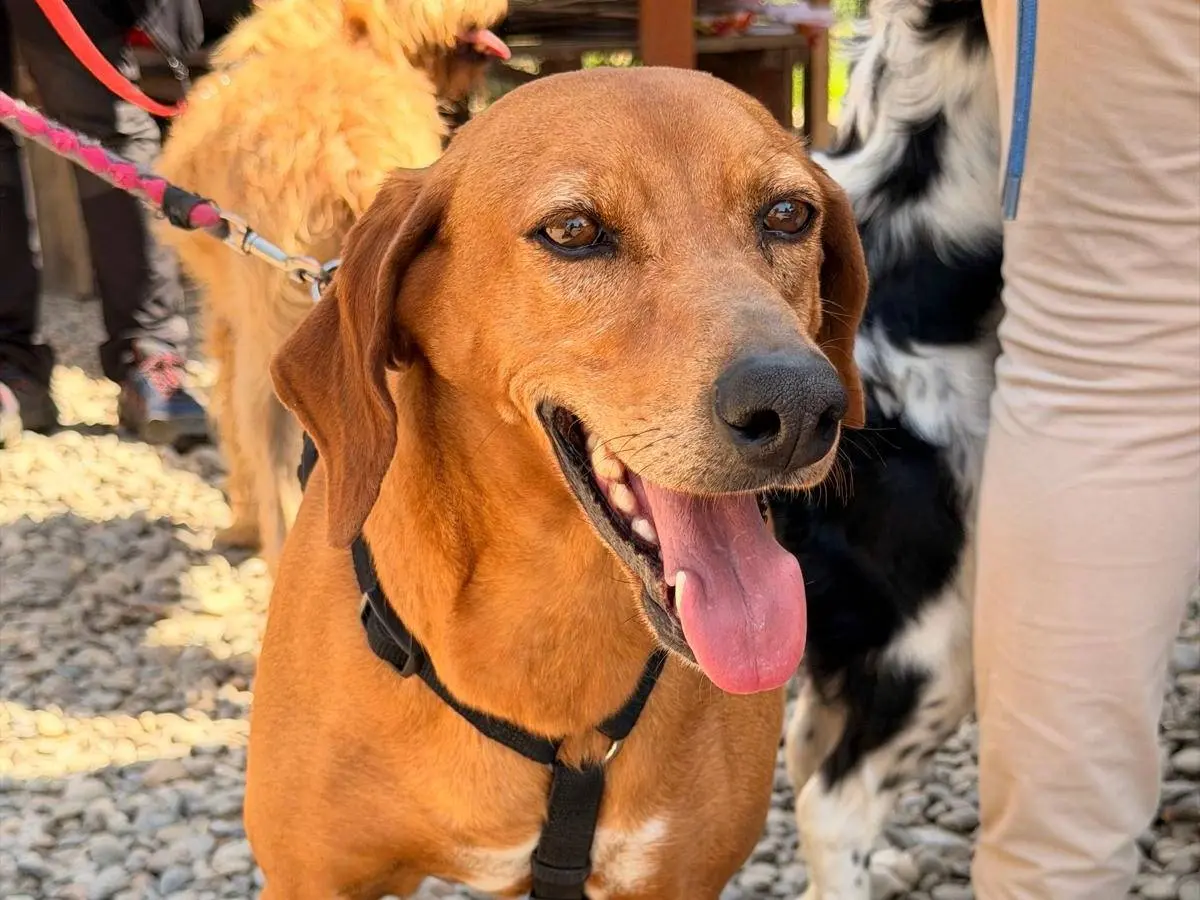 Adozione cane, femmina, Razza sconosciuta Razza sconosciuta, 4 anni e 3 mesi, taglia media contenuta, Como