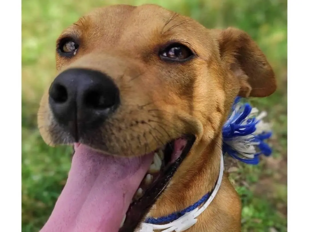 Adotta il cane Toby a Viterbo