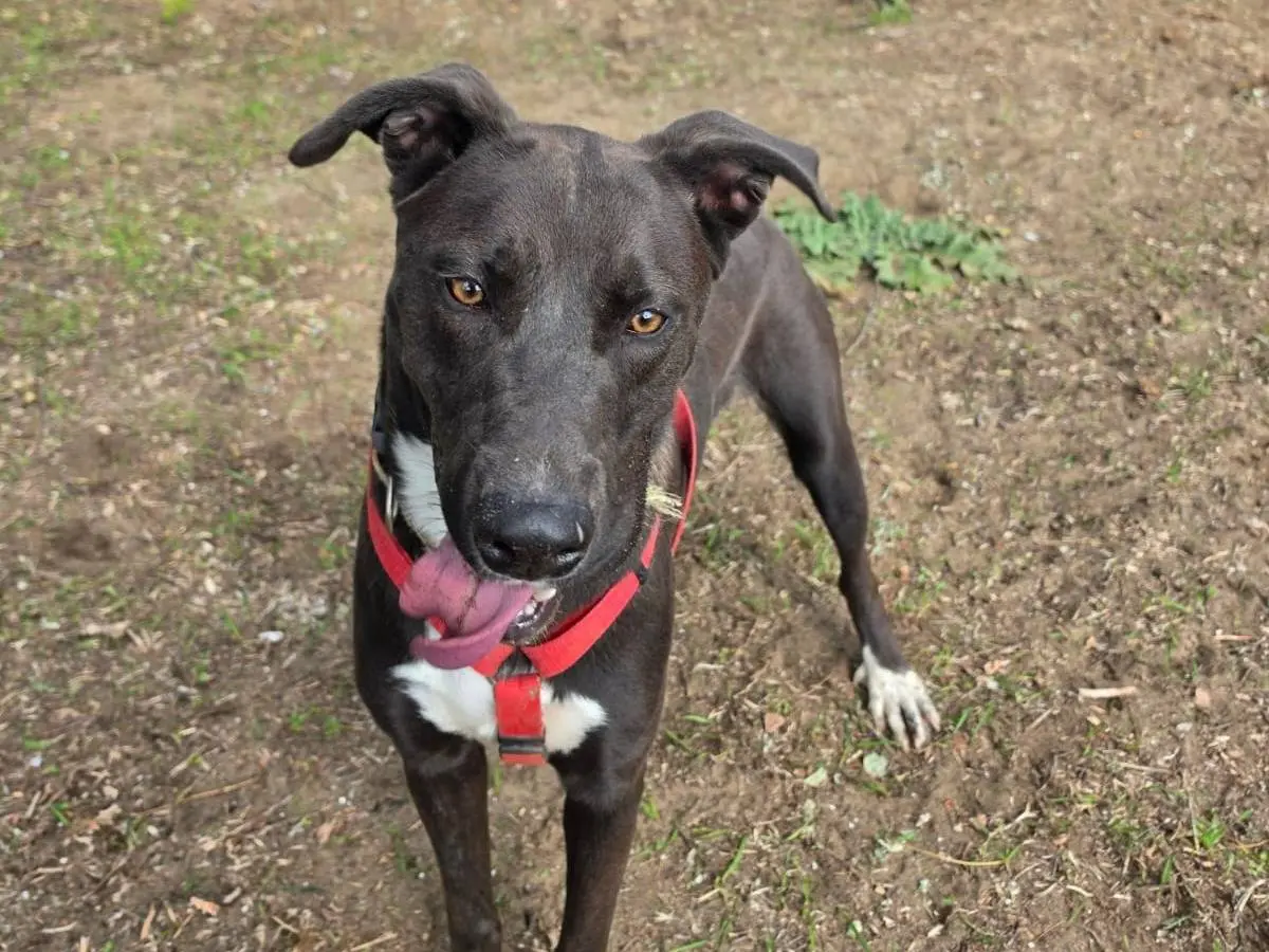 Adotta un cane, maschio, 9 mesi, Caserta