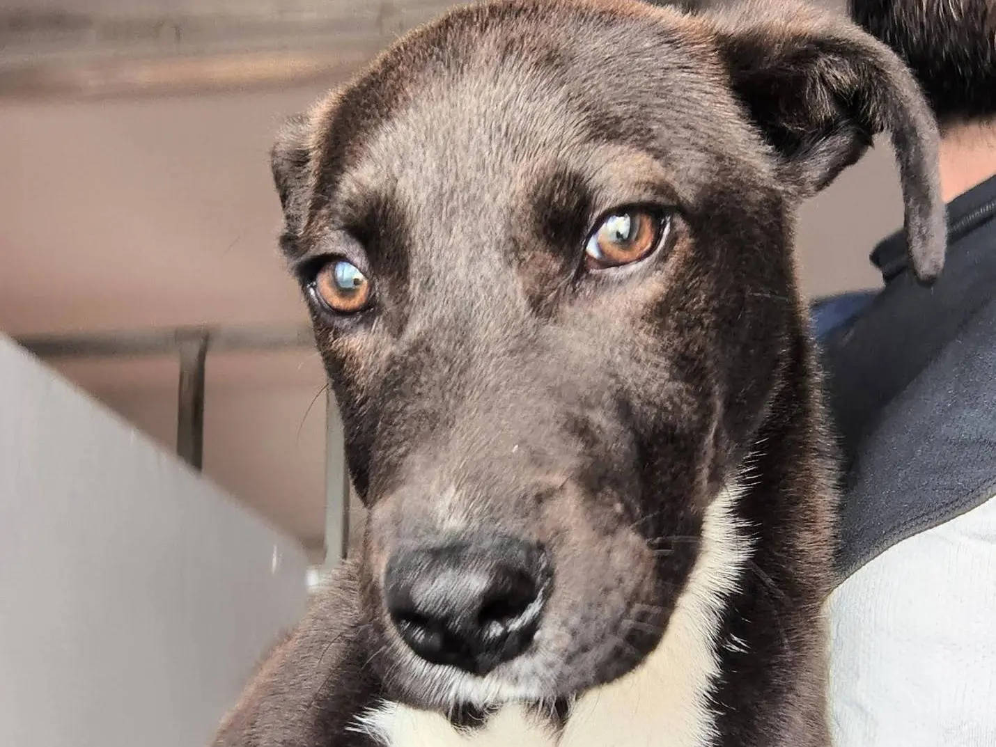 Adotta il cane BRIE a Caserta