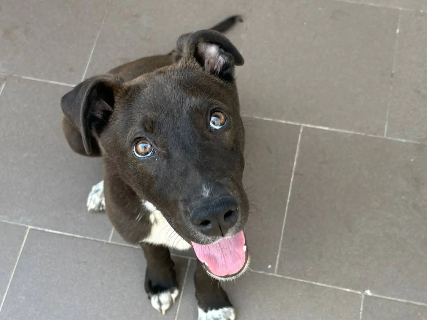 Vuoi adottare un cane a Caserta?