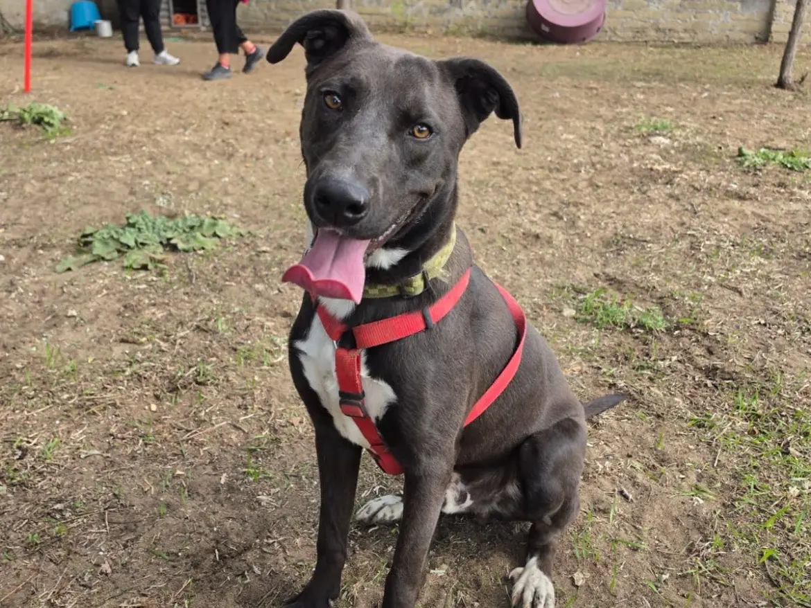 Adozione cane, maschio, Razza sconosciuta Razza sconosciuta, 9 mesi, taglia media, Caserta