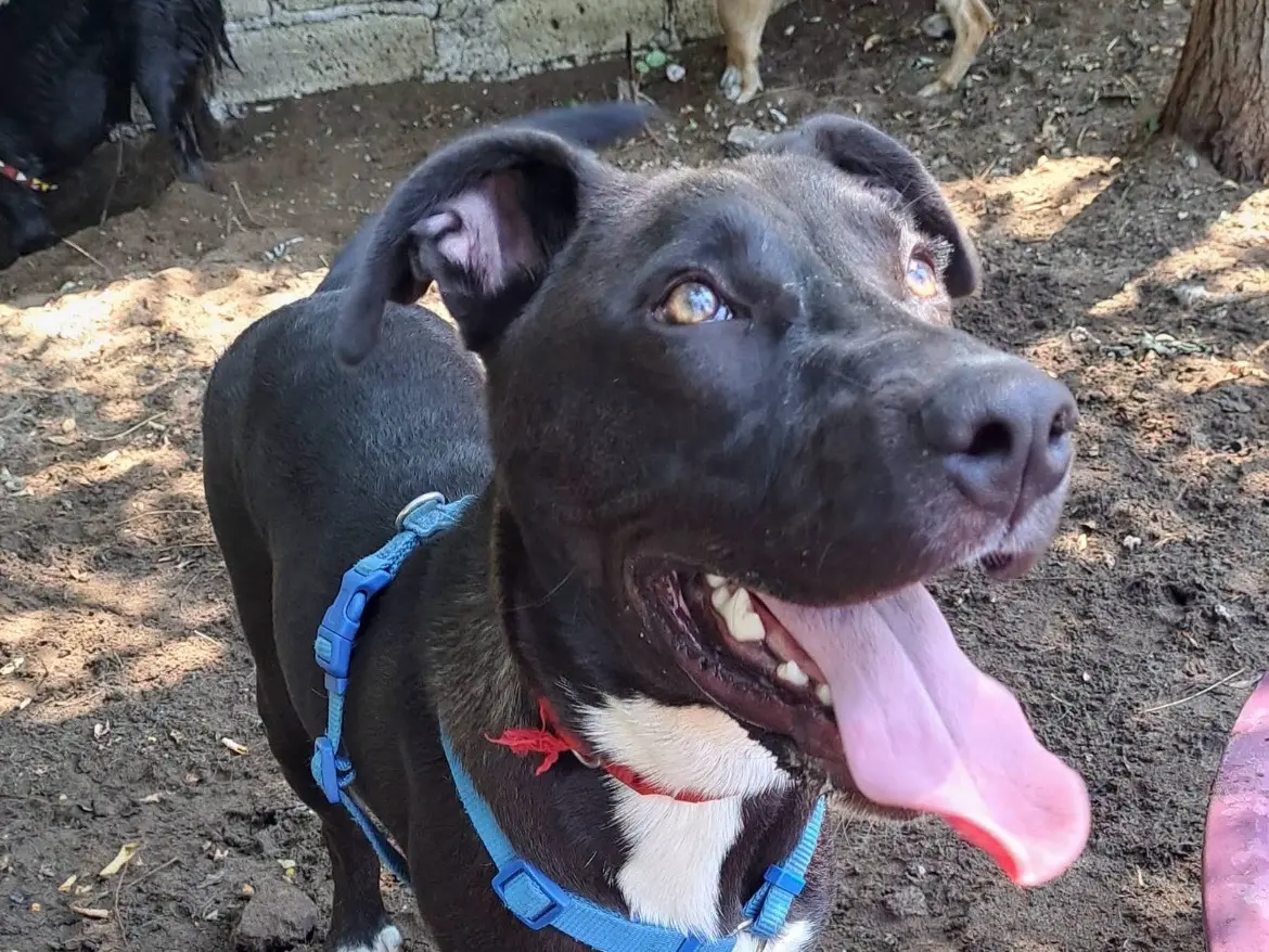 Adotta un cane, taglia media, maschio, Caserta
