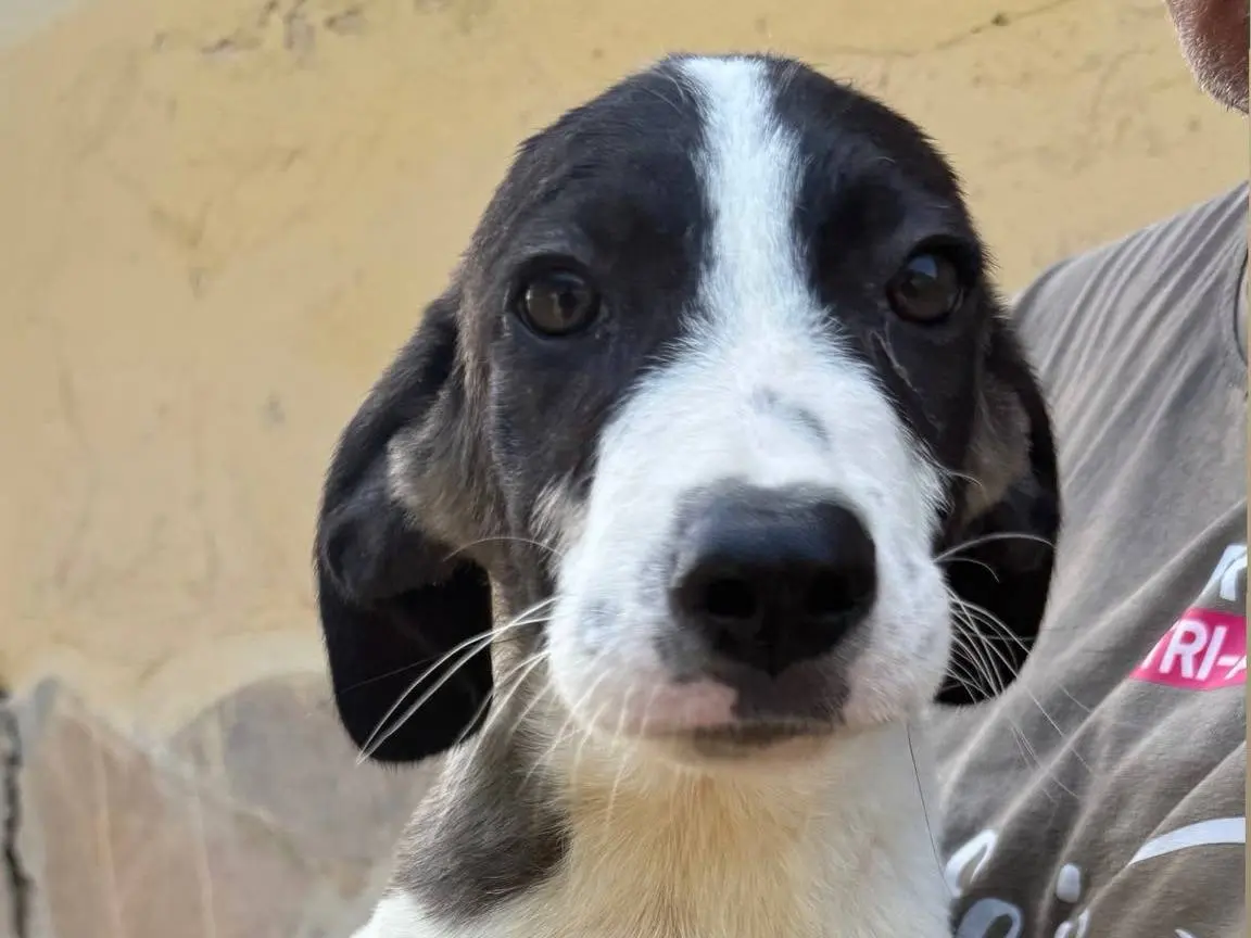 Adozione cane, maschio, Razza sconosciuta Razza sconosciuta, 7 mesi, taglia media, Matera