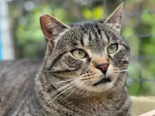 Adozione gatto, maschio, Razza sconosciuta Razza sconosciuta, 5 anni e 10 mesi, taglia non valida, Monza
