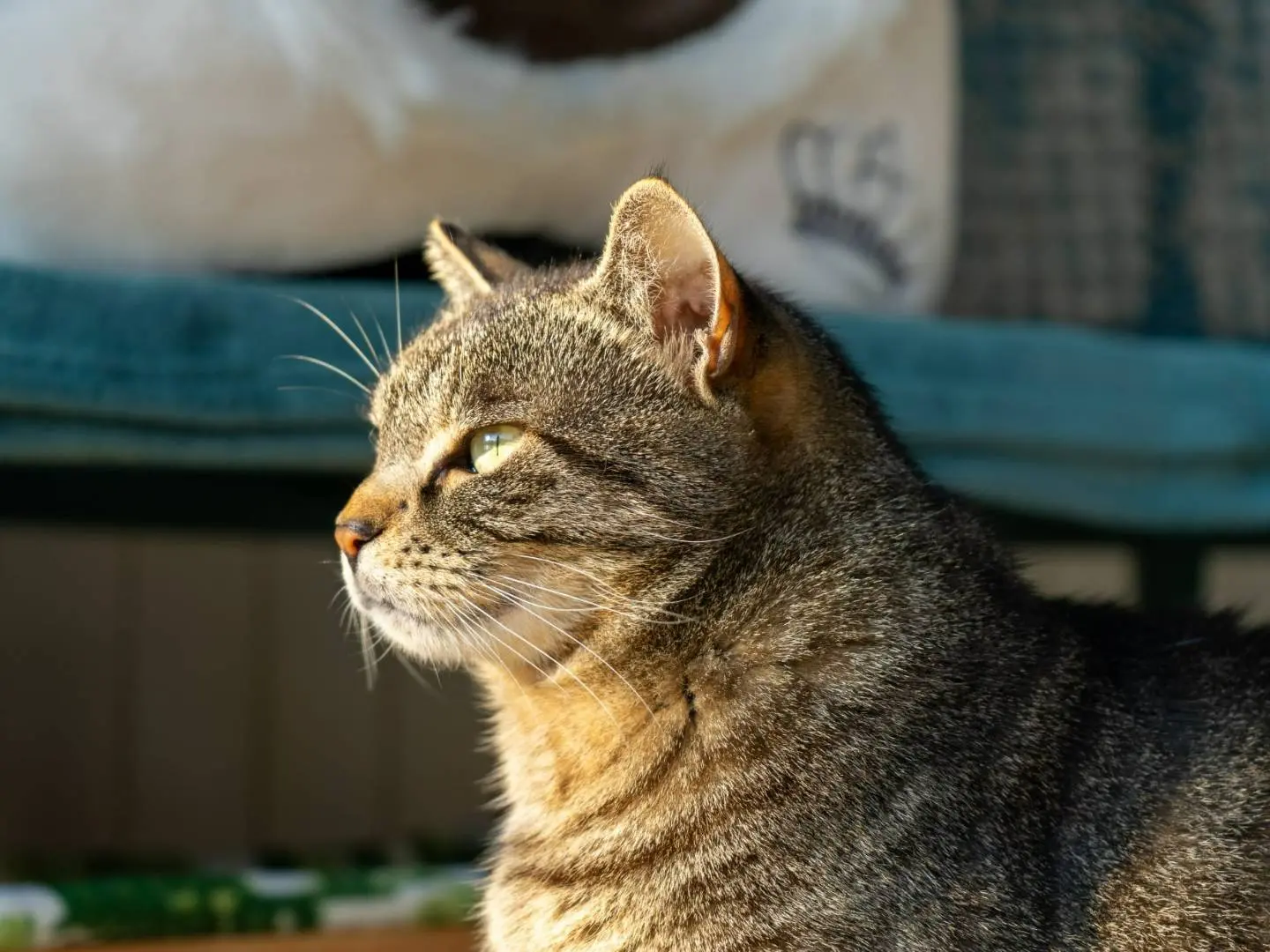 Vuoi adottare un gatto a Monza?