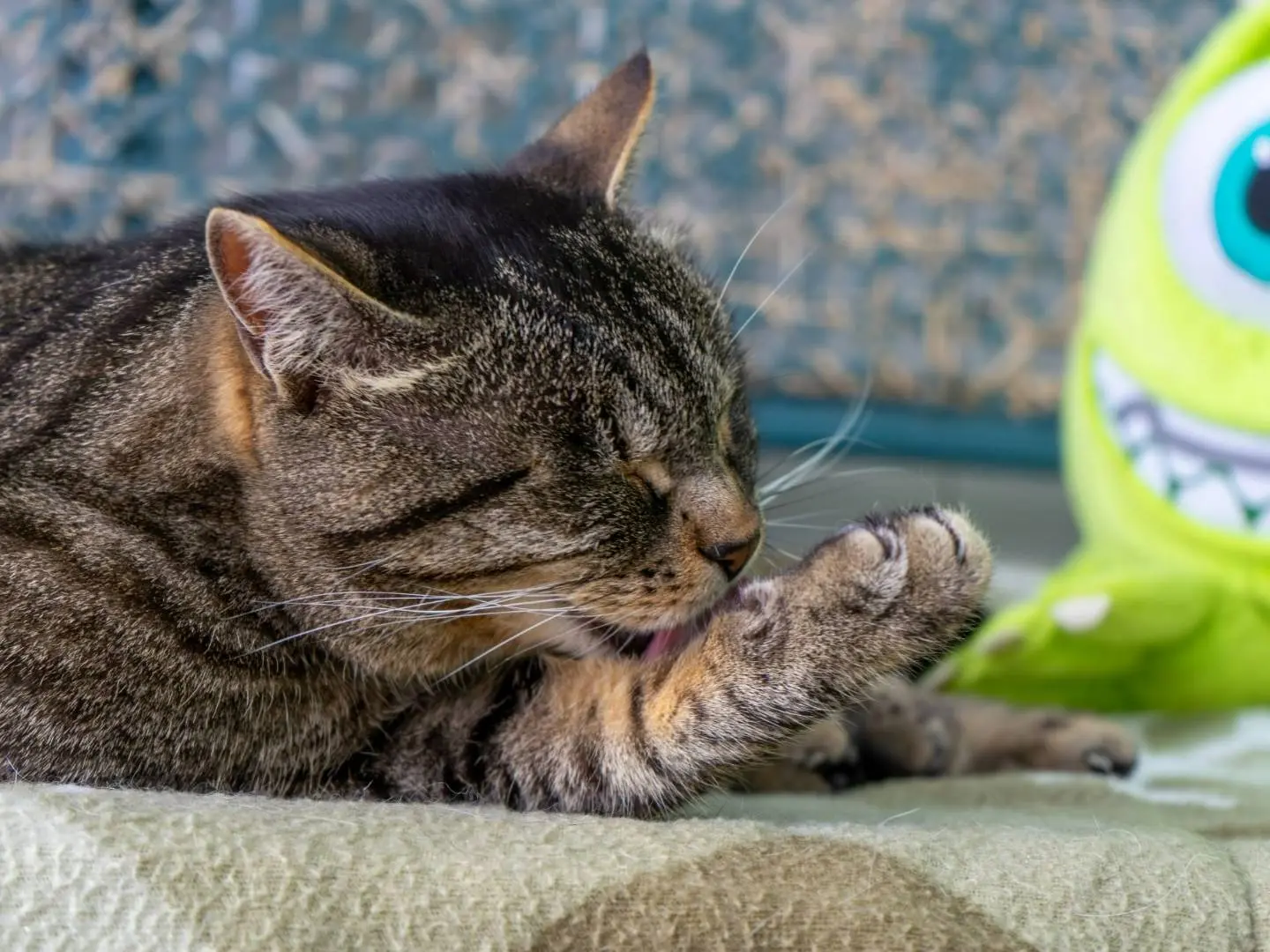 Adotta un gatto, maschio, 5 anni e 10 mesi, Monza