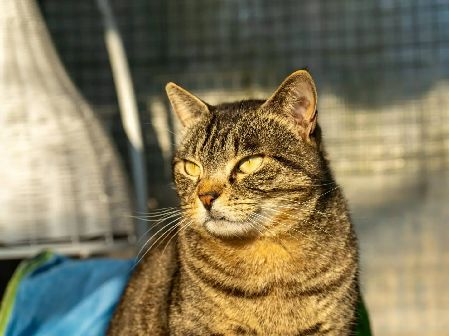 Adotta un gatto, taglia non valida, maschio, Monza