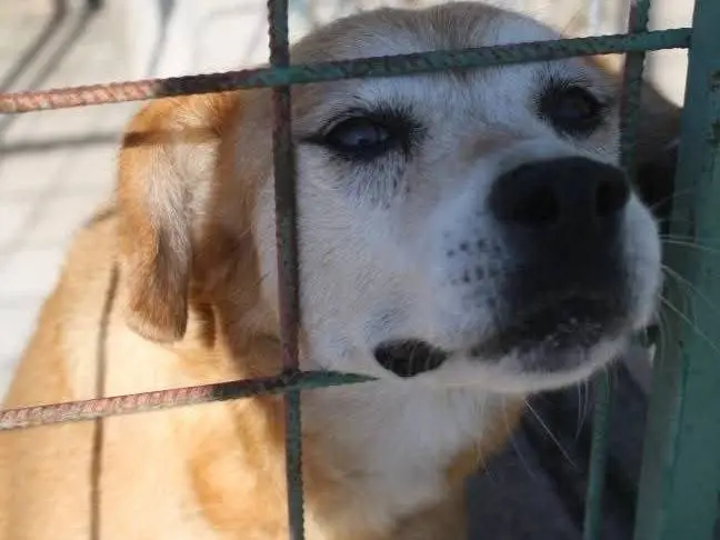 Adozione cane, femmina, Razza sconosciuta Razza sconosciuta, 15 anni e 3 mesi, taglia media, Crotone