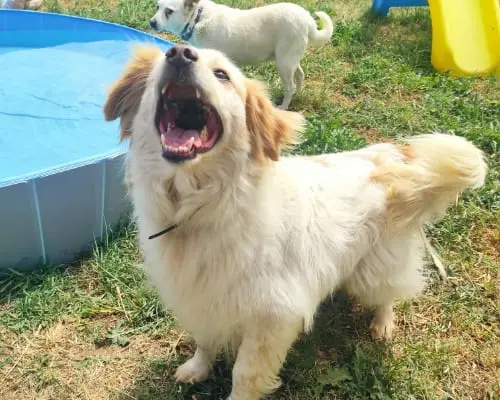 Adotta un cane, taglia piccola, maschio, Roma