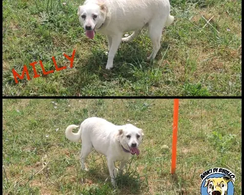 Vuoi adottare un cane a Roma?