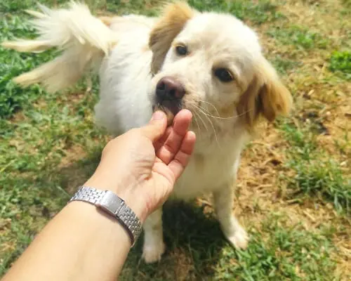 Adozione cane, maschio, meticcio, 9 anni e 1 mese, taglia piccola, Roma