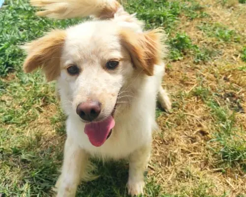 Adotta un cane, maschio, 9 anni e 1 mese, Roma