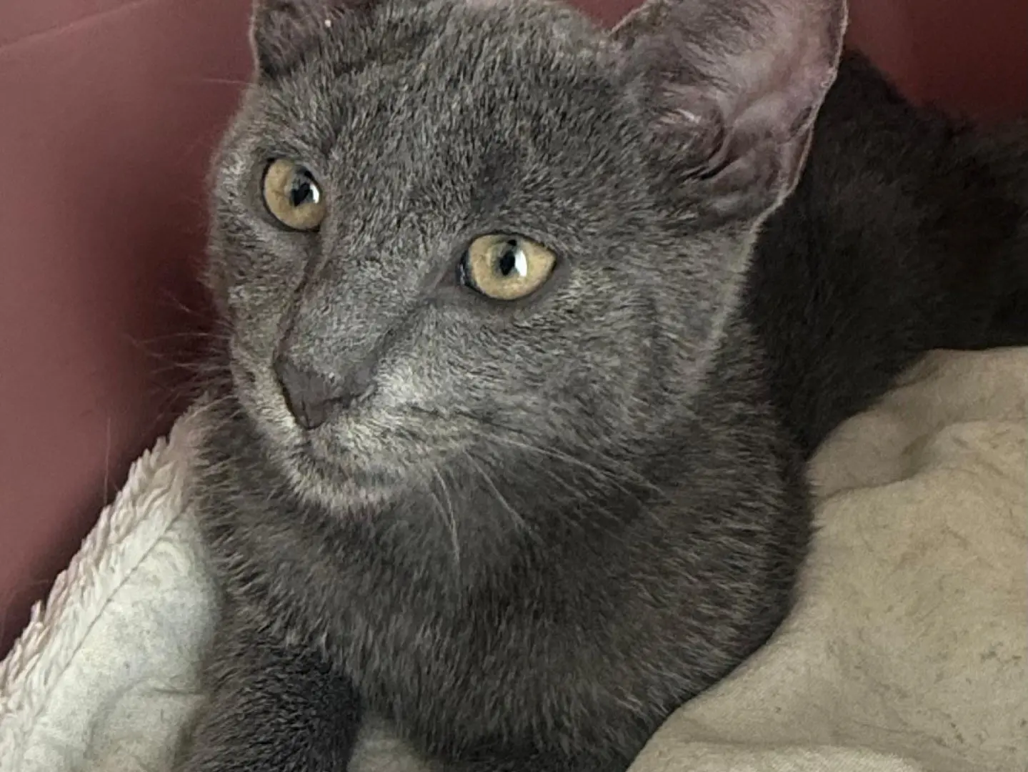 Adotta il gatto Arnold a Teramo