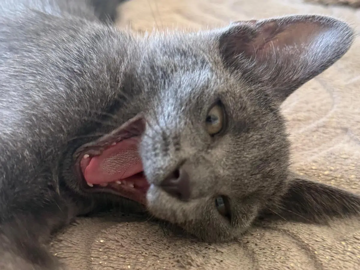Adotta un gatto, maschio, 6 mesi, Teramo
