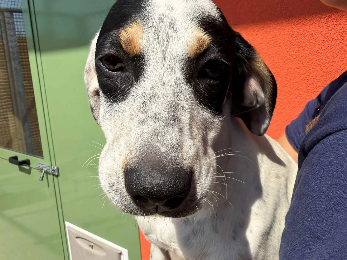 Adotta un cane, femmina, 8 mesi, Milano