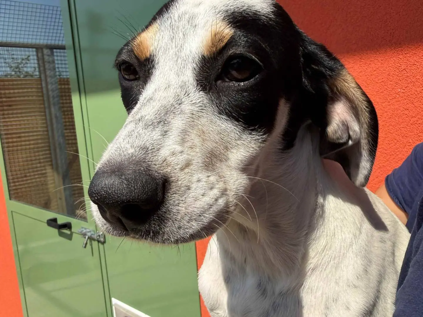 Adozione cane, femmina, Razza sconosciuta Razza sconosciuta, 8 mesi, taglia media, Milano