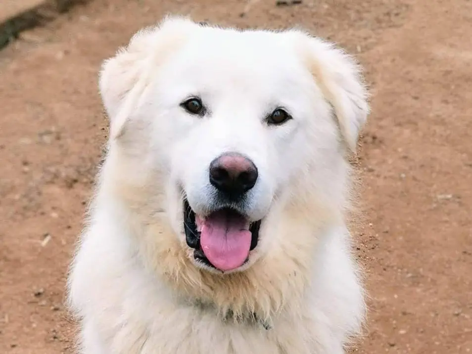 Adozione cane, maschio, Pastore maremmano, 4 anni e 8 mesi, taglia gigante, Roma