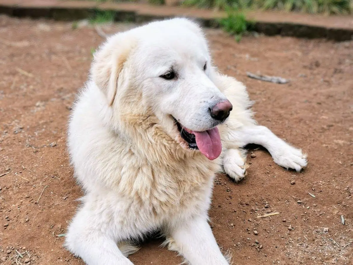 Adotta un cane, taglia gigante, maschio, Roma