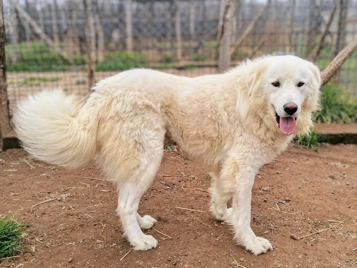 Adotta un cane, maschio, 4 anni e 8 mesi, Roma