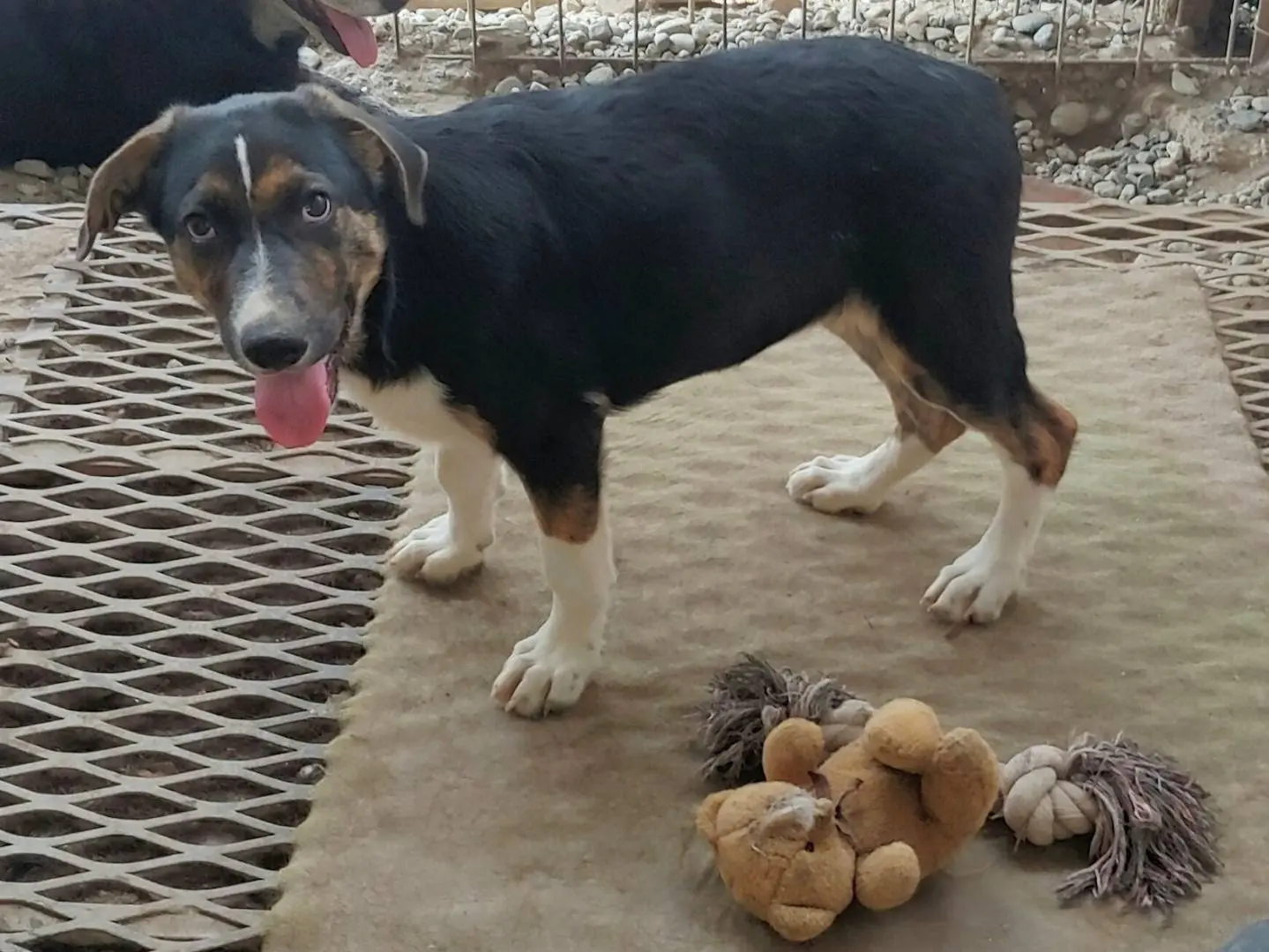 Adozione cane, maschio, Razza sconosciuta Razza sconosciuta, 1 anno e 6 mesi, taglia media contenuta, Messina
