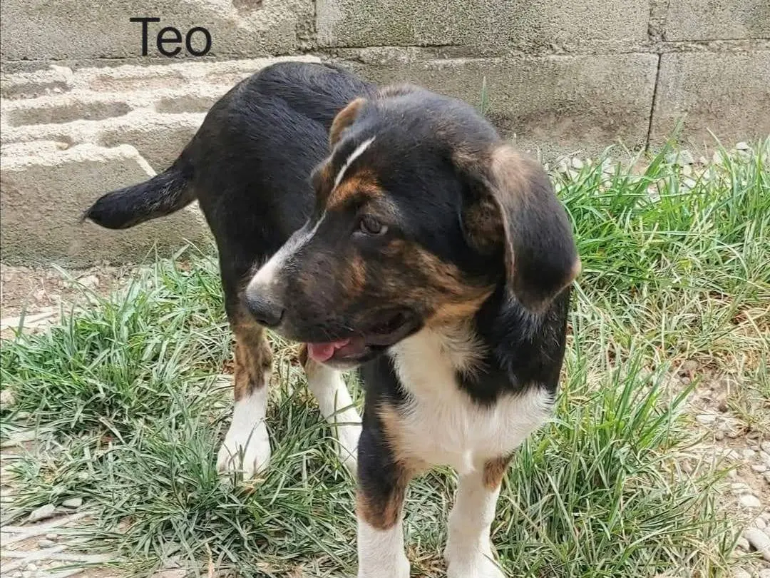Adotta un cane, maschio, 1 anno e 6 mesi, Messina
