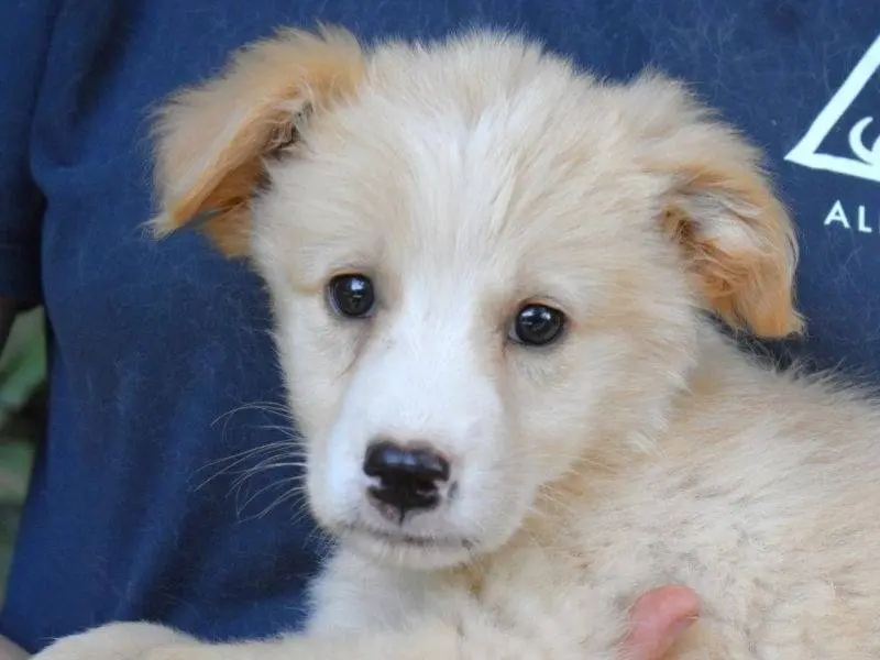 Adozione cane, maschio, Razza sconosciuta Razza sconosciuta, 5 mesi, taglia grande, Roma