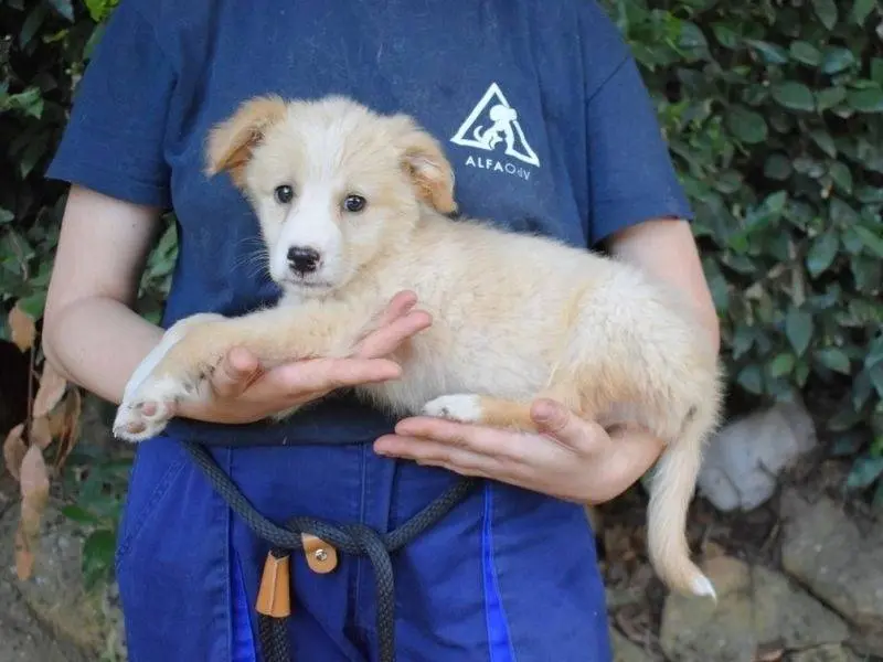 Adotta un cane, taglia grande, maschio, Roma